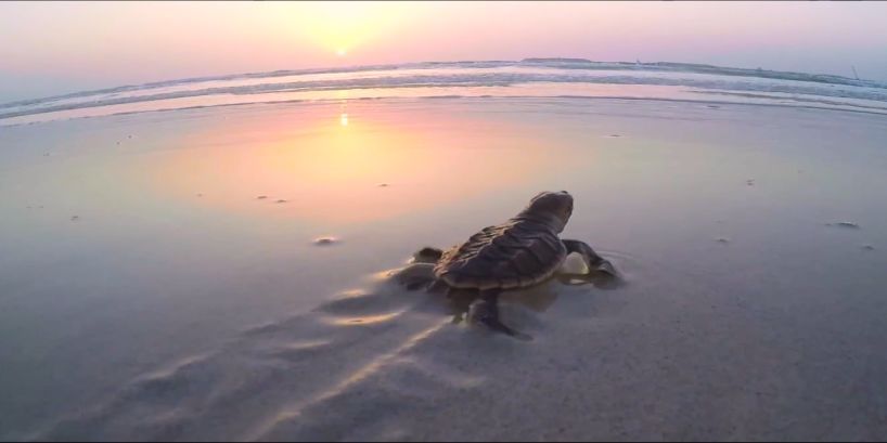 PA尊龙凯时 - 人生就是搏!